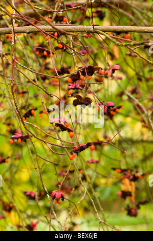 Euonymus Oxyphyllus, Japanisch oder Koreanisch Spindel Baum im Herbst Stockfoto