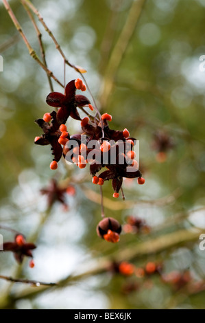 Samen von einem Euonymus Oxyphyllus, Japanisch oder Koreanisch Spindel Baum Stockfoto