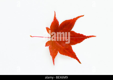 Acer Palmatum Atropurpureum Blatt vor einem weißen Hintergrund Stockfoto