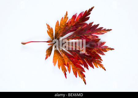 Acer Japonicum Aconitifolium, Full Moon Ahornblatt gegen eine weiße Zeitmessung Stockfoto