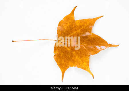 Acer Pictum Blatt vor einem weißen Hintergrund Stockfoto