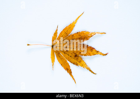 Acer Palmatum Blatt vor einem weißen Hintergrund Stockfoto