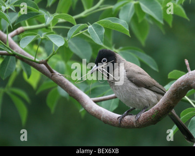 Pycnonotus Xanthopygos, Israel gelbe entlüftet Bulbul AKA White Spectacled Bulbul, thront auf einem Ast mit Bug im Schnabel Stockfoto