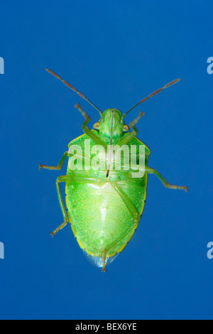 Südlichen grün Shieldbug, Nezara Viridula. Unterseite anzeigen Stockfoto