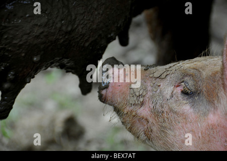 freie Auswahl Schweine: Spanferkel Spanferkel in einer Outdoor-Zucht-Website in einem Bretagne Bio Bauernhof Stockfoto