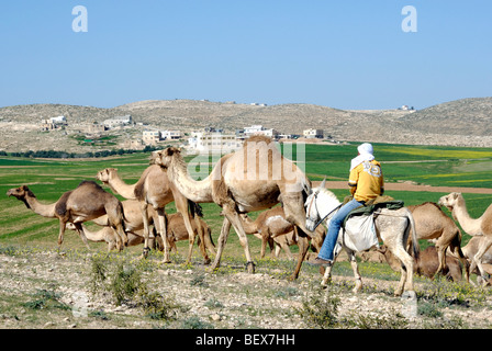 Israel, Negev-Wüste, eine Herde von arabischen Kamele (Camelus Dromedarius) und Beduinen Herder auf dem Pferderücken Stockfoto