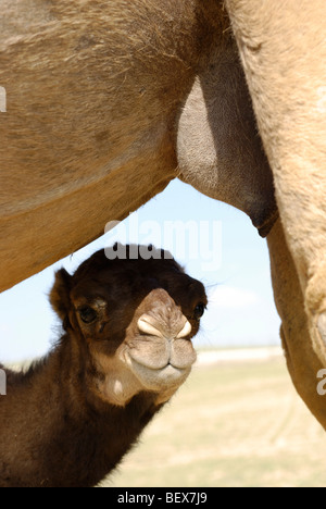 Israel, Negev-Wüste, eine weibliche arabischen Kamele (Camelus Dromedarius) füttert ihr neugeborenes Kind Stockfoto