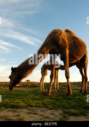 Israel, Negev-Wüste, eine weibliche arabischen Kamele (Camelus Dromedarius) füttert ihr neugeborenes Kind Stockfoto