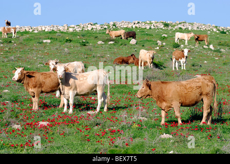 Israel, Negev, Lachish Region Free roaming Vieh weidete in den Bereichen Stockfoto
