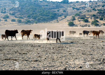 Israel, Negev, Lachish Region Free roaming Vieh weidete in den Bereichen Stockfoto