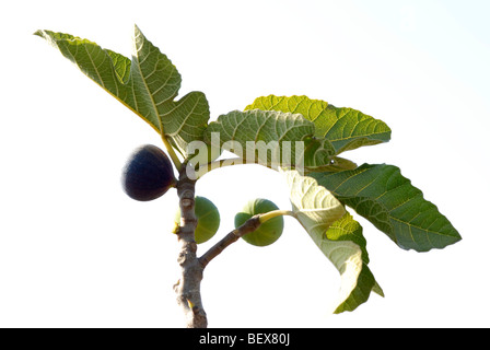 Nahaufnahme der Früchte und Blätter von einem Feigenbaum Ficus Carica auf weißem Hintergrund Stockfoto