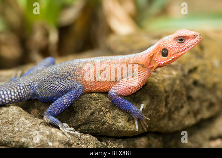 Agama Lizard - Masai Mara National Reserve, Kenia Stockfoto