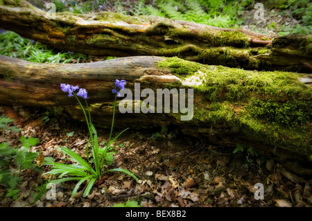 Ziemlich surreal Art Wald Szene mit Glockenblumen und Moos bedeckt alte log Stockfoto