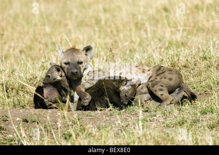 Baby entdeckt Hyäne mit Mutter - Masai Mara National Reserve, Kenia Stockfoto