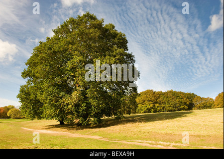 Einer einzigen großen Eiche in voller Blatt auf gemeinsame Herts UK Stockfoto