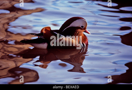 Nahaufnahme Bild einer weiblichen Madarin Ente Schwimmen im See Stockfoto