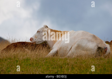 Kühe auf den Strand von Camas Fhionnairigh auf Loch Scavaig bei Camasunary, Isle Of Skye, Schottland Stockfoto