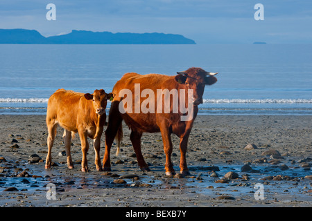 Kühe auf den Strand von Camas Fhionnairigh auf Loch Scavaig bei Camasunary, Isle Of Skye, Schottland Stockfoto