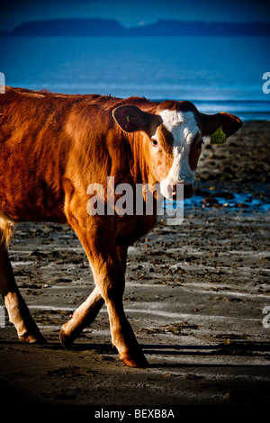 Kühe auf den Strand von Camas Fhionnairigh auf Loch Scavaig bei Camasunary, Isle Of Skye, Schottland Stockfoto