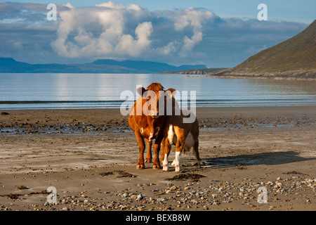 Kühe auf den Strand von Camas Fhionnairigh auf Loch Scavaig bei Camasunary, Isle Of Skye, Schottland Stockfoto