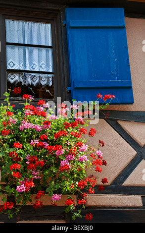 Elsass bunte Fenster außerhalb der traditionellen typischen Fachwerkhaus im Elsass Frankreich Stockfoto