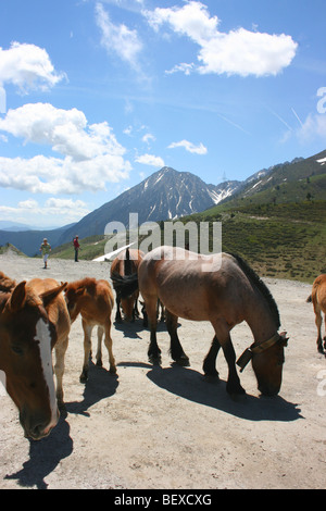 Pferde in Bonaigua Pass, Pyrenäen, Katalonien, Spanien, Europa Stockfoto