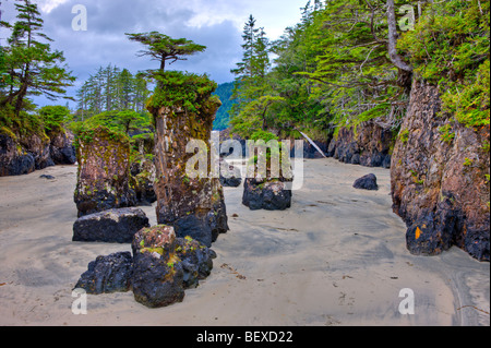 Baum gekrönt Felsnadeln entlang der felsigen Küste des San Josef Bay in Cape Scott Provincial Park, Westküste, Norden Vancouver Isl Stockfoto