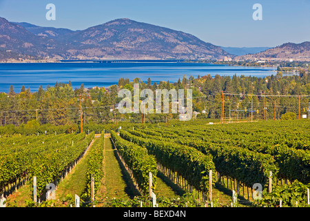 Reihen von Weinreben wachsen auf einem Weingut in Kelowna Backdropped von Okanagan Lake, Okanagan, British Columbia, Kanada. Stockfoto