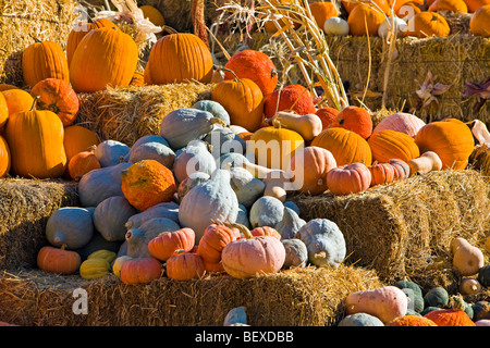 Kürbisse und Kürbisse auf dem Display an einem produzieren stall in Keremeos, Okanagan-Similkameen Region Okanagan, British Columbia, Kanada Stockfoto