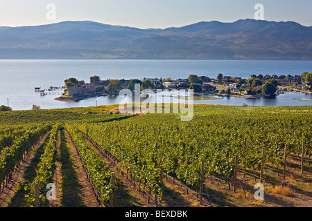 Reihen von Weinreben wachsen auf einem Weingut in der Westbank, West Kelowna am Ufer des Okanagan Lake, Okanagan, Britisch-Kolumbien, C Stockfoto