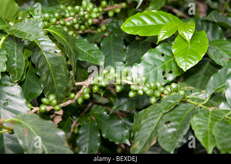 Café Britt Kaffeefarm, Shadegrown Kaffee Pflanzen, Arabica, in der Nähe von Barva de Heredia, San Jose, Costa Rica. Stockfoto