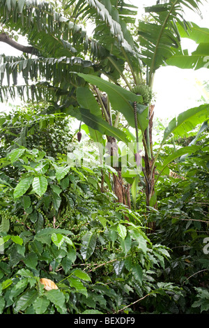 Café Britt Kaffeefarm, Shadegrown Kaffee Pflanzen, Arabica, in der Nähe von Barva de Heredia, San Jose, Costa Rica. Stockfoto