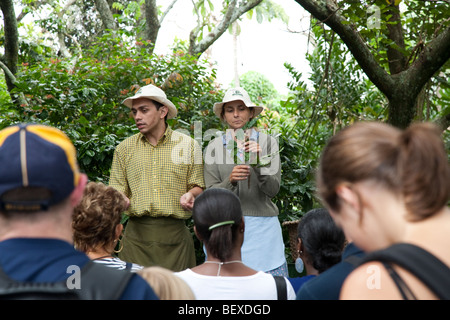 Café Britt Kaffeefarm, Coffeetour mit professionellen Schauspielern, in der Nähe von Barva de Heredia, San Jose, Costa Rica. Stockfoto