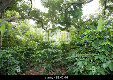 Café Britt Kaffeefarm, Shadegrown Kaffee Pflanzen, Arabica, in der Nähe von Barva de Heredia, San Jose, Costa Rica. Stockfoto