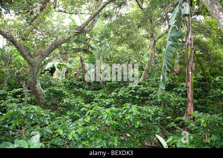 Café Britt Kaffeefarm, Shadegrown Kaffee Pflanzen, Arabica, in der Nähe von Barva de Heredia, San Jose, Costa Rica. Stockfoto