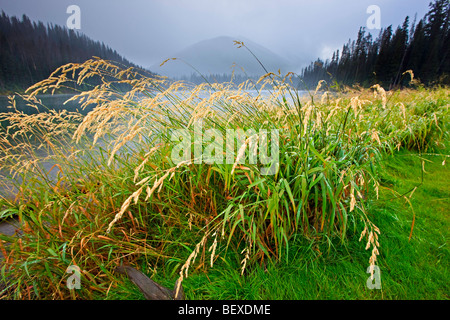 Grass gefranst Lightning Lake in Manning Park (E C Manning Provincial Park), Britisch-Kolumbien, Kanada. Stockfoto