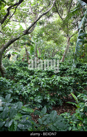 Café Britt Kaffeefarm, Shadegrown Kaffee Pflanzen, Arabica, in der Nähe von Barva de Heredia, San Jose, Costa Rica. Stockfoto