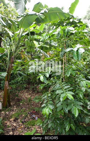 Café Britt Kaffeefarm, Shadegrown Kaffee Pflanzen, Arabica, in der Nähe von Barva de Heredia, San Jose, Costa Rica. Stockfoto