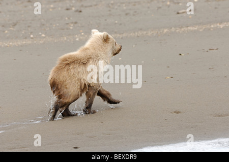 Stock Foto von eine Blondine-Phase Alaskan Brown Bear Cub zu Fuß über den Strand, Lake-Clark-Nationalpark, Alaska Stockfoto