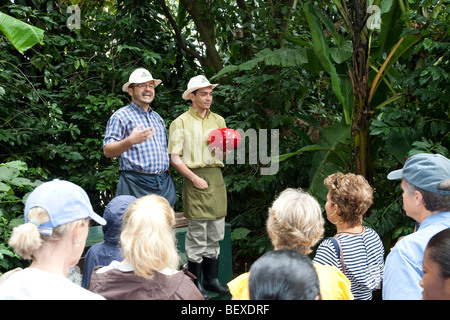 Café Britt Kaffeefarm, Coffeetour mit professionellen Schauspielern, in der Nähe von Barva de Heredia, San Jose, Costa Rica. Stockfoto