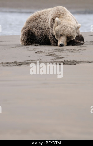 Stock Foto von einem Alaskan Braunbär Nickerchen am Strand, Lake-Clark-Nationalpark, Alaska. Stockfoto
