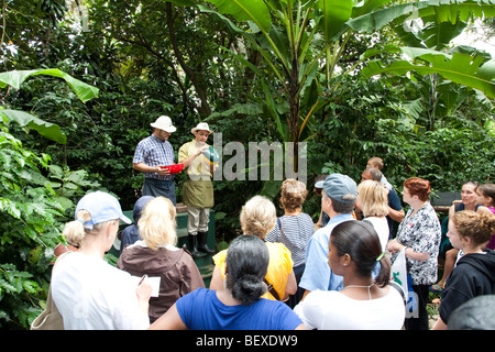 Café Britt Kaffeefarm, Coffeetour mit professionellen Schauspielern, in der Nähe von Barva de Heredia, San Jose, Costa Rica. Stockfoto