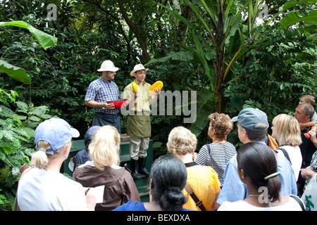 Café Britt Kaffeefarm, Coffeetour mit professionellen Schauspielern, in der Nähe von Barva de Heredia, San Jose, Costa Rica. Stockfoto