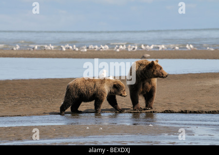 Stock Foto von einem Jährling Bärenjunge nähert sich seiner Mutter an einem Fluss aus dem Ozean, Lake-Clark-Nationalpark, Alaska. Stockfoto