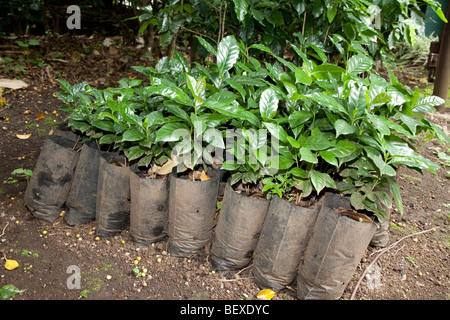 Café Britt Kaffeefarm, Shadegrown Kaffee Pflanzen, Arabica, in der Nähe von Barva de Heredia, San Jose, Costa Rica. Stockfoto