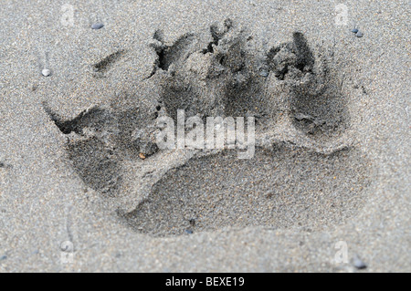 Stock Foto von Bären verfolgt, am Strand, Lake-Clark-Nationalpark, Alaska Stockfoto