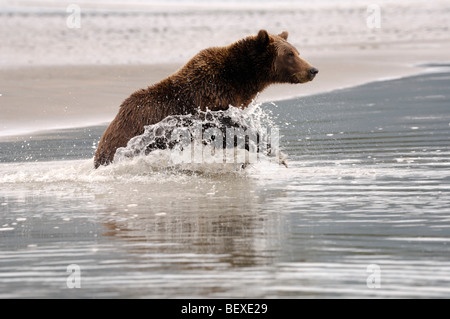 Stock Foto von einem Alaskan Braunbär laufen durch das Wasser, die Jagd nach Fischen, Lake-Clark-Nationalpark, Alaska Stockfoto