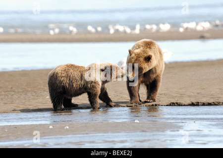 Stock Foto von einem Jährling Bärenjunge nähert sich seiner Mutter an einem Fluss aus dem Ozean, Lake-Clark-Nationalpark, Alaska. Stockfoto