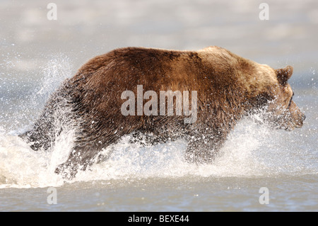 Stock Foto von einem Alaskan Braunbär laufen durch das Wasser, die Jagd nach Fischen, Lake-Clark-Nationalpark, Alaska Stockfoto