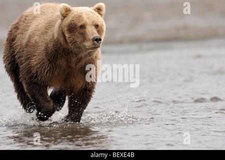 Stock Foto von einem Alaskan Braunbär, fließt das Wasser jagen einen Lachs, Lake-Clark-Nationalpark, Alaska Stockfoto